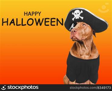 Charming, lovable brown dog and pirate costume. Bright background. Close-up, indoors. Studio shot. Congratulations for family, relatives, loved ones, friends and colleagues. Pet care concept. Charming, lovable brown dog and pirate costume
