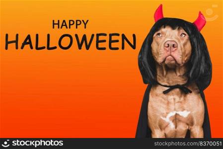 Charming, lovable brown dog, fancy dress and devil horns. Bright background. Close-up, indoors. Studio shot. Congratulations for family, relatives, loved ones, friends and colleagues. Pet care concept. Charming, lovable brown dog, fancy dress and devil horns