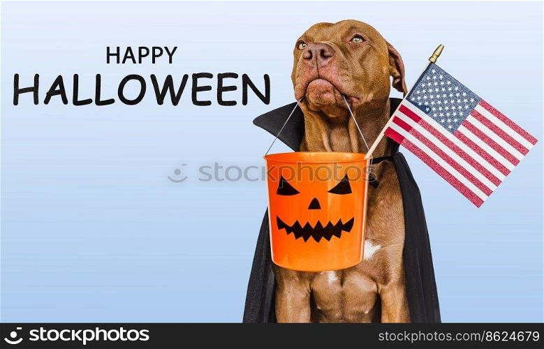 Charming, lovable brown dog holding American flag in his mouth and Count Dracula costume. Bright background. Close-up, indoors. Congratulations for family, relatives, loved ones, friends, colleagues. Charming, lovable brown dog holding American flag