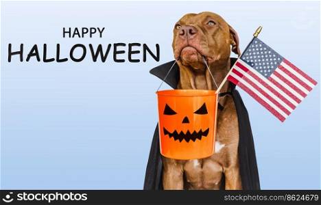Charming, lovable brown dog holding American flag in his mouth and Count Dracula costume. Bright background. Close-up, indoors. Congratulations for family, relatives, loved ones, friends, colleagues. Charming, lovable brown dog holding American flag