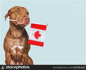 Charming, lovable brown puppy and Canadian flag. Closeup, indoors. Studio shot. Vacation, travel and tourism concept. Congratulations for family, relatives, friends and colleagues. Pet care. Charming, lovable brown puppy and Canadian flag