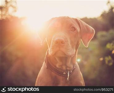 Charming puppy of chocolate color on the background of the setting sun on a clear, summer day. Close-up, outdoors. Concept of care, education, obedience training and raising of pets. Charming puppy of chocolate color. Close-up, outdoors