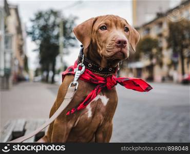 Charming puppy sitting on a bench against a background of green trees and a highway on a summer, cloudy day. Close-up, side view. Concept of care, education, obedience training and raising of pets. Cute, serious puppy sitting on a bench