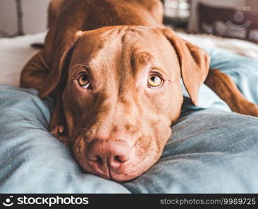 Charming, sweet puppy of chocolate color. Close-up, indoor. Day light. Concept of care, education, obedience training, raising pets. Lovable, pretty puppy of chocolate color. Close-up