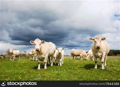 Charolais cattle herd at a green field in springtime. From the swedish island Oland.