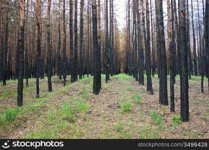 charred trees in a pine forest