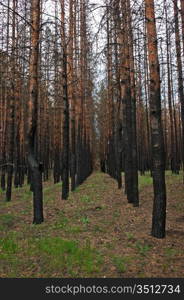 charred trees in a pine forest