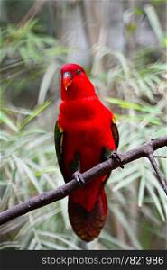 Chattering Lory (Lorius garrulus), standing on a branch, breast profile