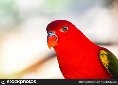 Chattering Lory parrot standing on branch tree / beautiful red parrot bird - Lorius garrulus