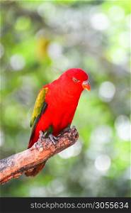 Chattering Lory parrot standing on branch tree nuture green background - beautiful red parrot bird (Lorius garrulus)