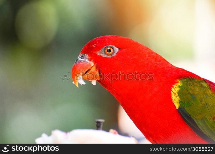 Chattering Lory parrot standing on branch tree nuture green background / beautiful red parrot bird