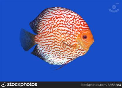 Checkerboard Discus fish in a blue background