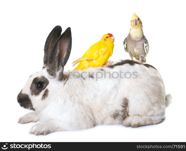 Checkered Giant rabbit and parakeet in front of white background