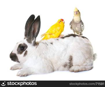 Checkered Giant rabbit and parakeet in front of white background