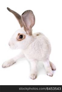 Checkered Giant rabbit in front of white background