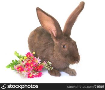 Checkered Giant rabbit in front of white background