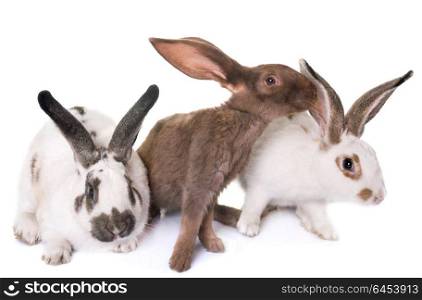 Checkered Giant rabbits in front of white background