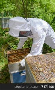 checking the beehives