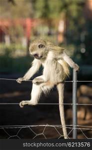 Cheeky vervet monkey balancing and playing on a farm fence.