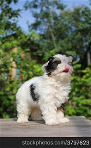 cheerful little tricolor puppy on a background of nature