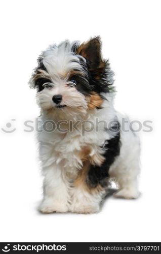 cheerful little tricolor puppy on a white background