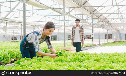 Cheerful young Asia couple farmer harvesting green oak from hydroponics vegetable farm in greenhouse garden in morning. Agriculture organic for health, Vegan food, Small business concept.