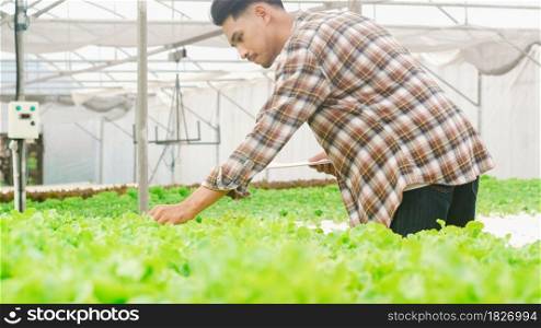 Cheerful young attractive Asia guy farmer checking research quality of green oak from hydroponics vegetable farm in greenhouse garden in morning. Agriculture organic for health, Vegan food concept.