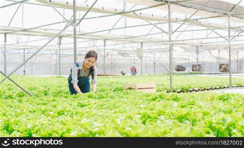 Cheerful young attractive Asia lady farmer harvesting green oak from hydroponics vegetable farm in greenhouse garden in the morning. Agriculture organic for health, Vegan food, Small business concept.