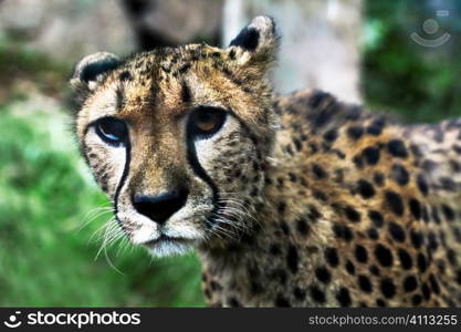 cheetah