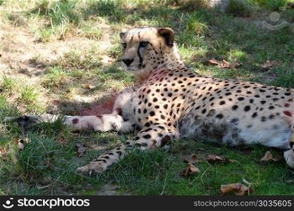 Cheetah; Acinonyx jubatus