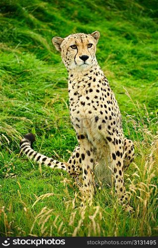 Cheetah Acinonyx Jubatus big cat in captivity