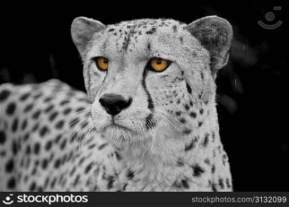 Cheetah Acinonyx Jubatus big cat in captivity