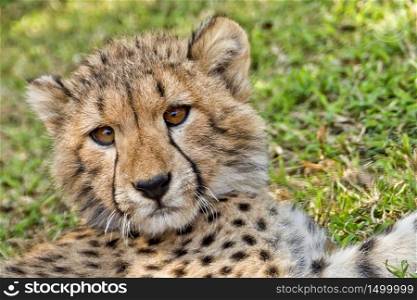 Cheetah, Acinonyx jubatus, Guepard, South Africa, Africa