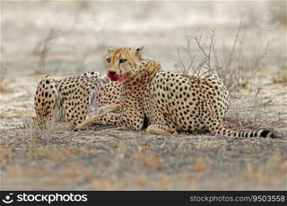 Cheetah  Acinonyx jubatus  in natural habitat with prey, Kalahari desert, South Africa 