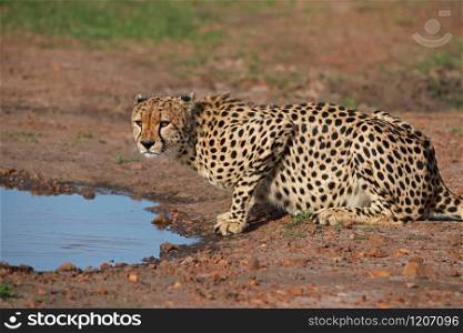 Cheetah, Acinonyx jubatus jubatus at water hole, Maasai Mara National Reserve, Kenya