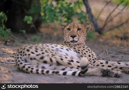 Cheetah (Acinonyx Jubatus) lying on sand