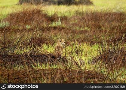 Cheetah (Acinonyx jubatus) sitting in a forest, Okavango Delta, Botswana