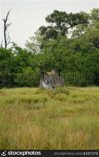 Cheetah (Acinonyx jubatus) sitting on a tree stump in a forest, Okavango Delta, Botswana
