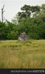 Cheetah (Acinonyx jubatus) sitting on a tree stump in a forest, Okavango Delta, Botswana