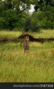 Cheetah (Acinonyx jubatus) standing in a forest, Okavango Delta, Botswana
