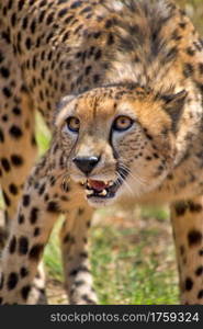 Cheetah, Acinonyx jubatus, Wildlife Reserve, South Africa, Africa