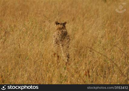 Cheetah - Africa