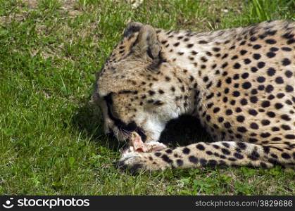 cheetah alert with the food in front of him