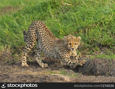 Cheetah Baby, masaimara, Africa