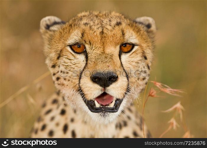 cheetah close up portrait