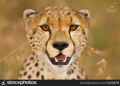 cheetah close up portrait