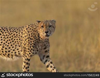 Cheetah closeup looking at camera, Acinonyx jubatus, Maasai Mara National Reserve, Kenya, Africa