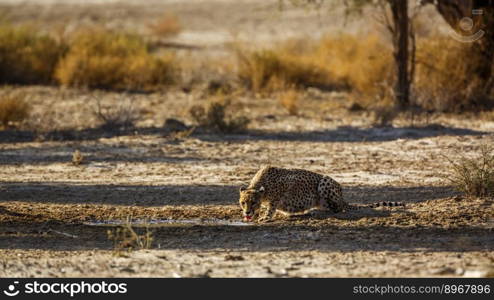 Cheetah drinking at waterhole in backlit in Kgalagadi transfrontier park, South Africa ; Specie Acinonyx jubatus family of Felidae. Cheetah in Kgalagadi transfrontier park, South Africa