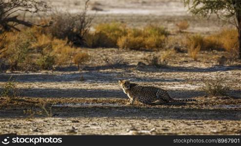 Cheetah drinking at waterhole in backlit in Kgalagadi transfrontier park, South Africa ; Specie Acinonyx jubatus family of Felidae. Cheetah in Kgalagadi transfrontier park, South Africa