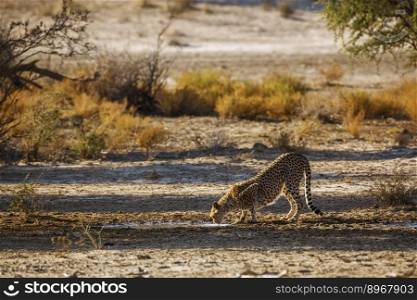 Cheetah drinking at waterhole in backlit in Kgalagadi transfrontier park, South Africa   Specie Acinonyx jubatus family of Felidae. Cheetah in Kgalagadi transfrontier park, South Africa